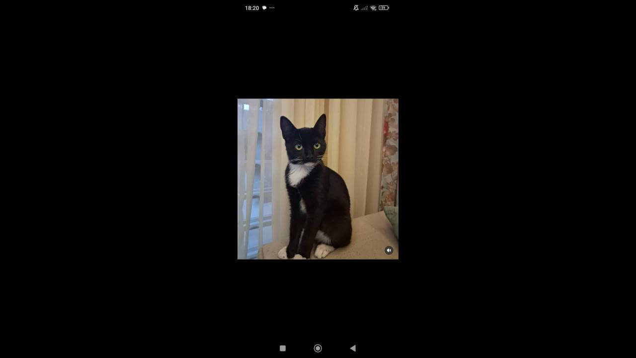 Gata Amora desapareceu no bairro Jardim Veneza