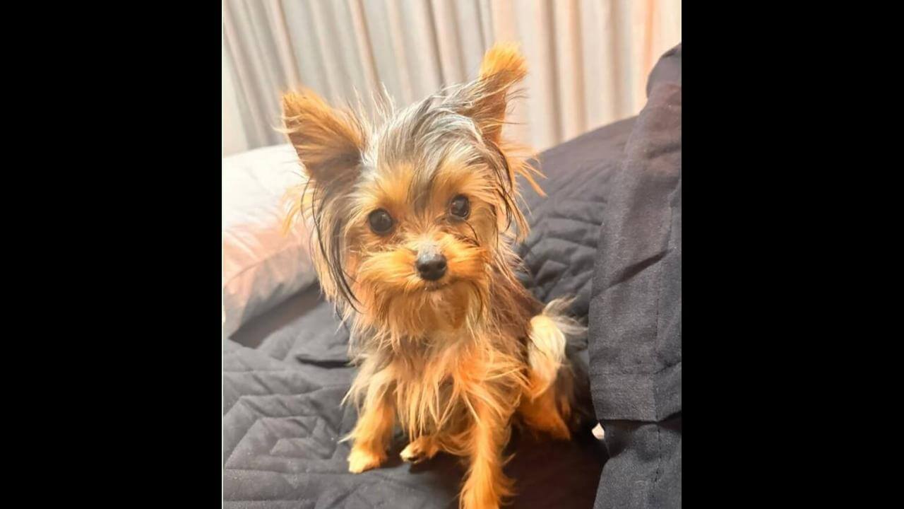 Cachorra Pitica desapareceu no bairro 14 de Novembro