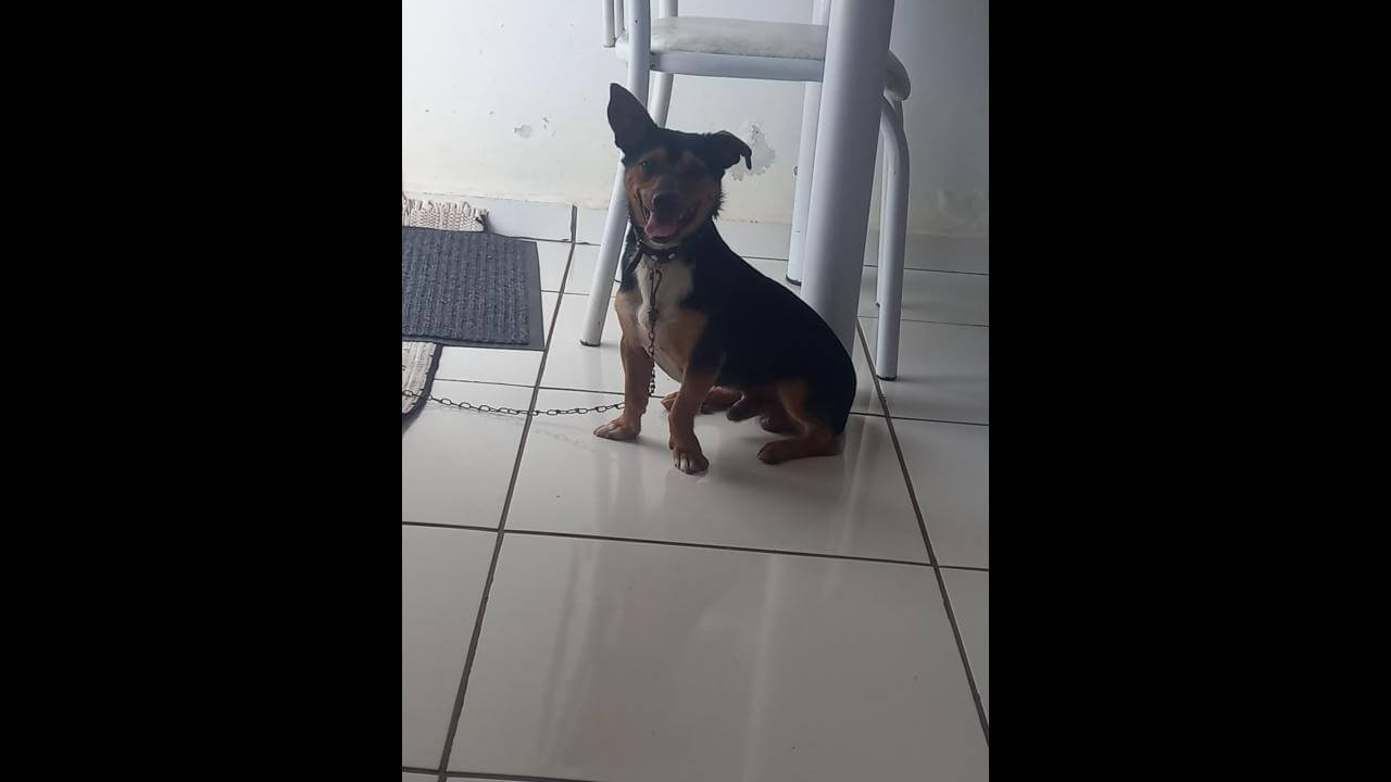 Cachorro Bob desapareceu no bairro 14 de Novembro