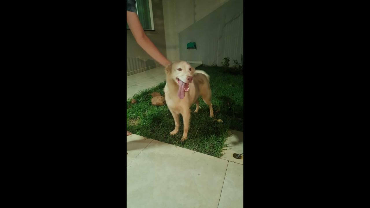 Cachorra é encontrada no bairro Parque São Paulo