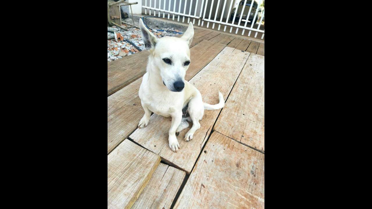 Cachorro Bob desapareceu no bairro Centro Cachorro Bob desapareceu no bairro Centro