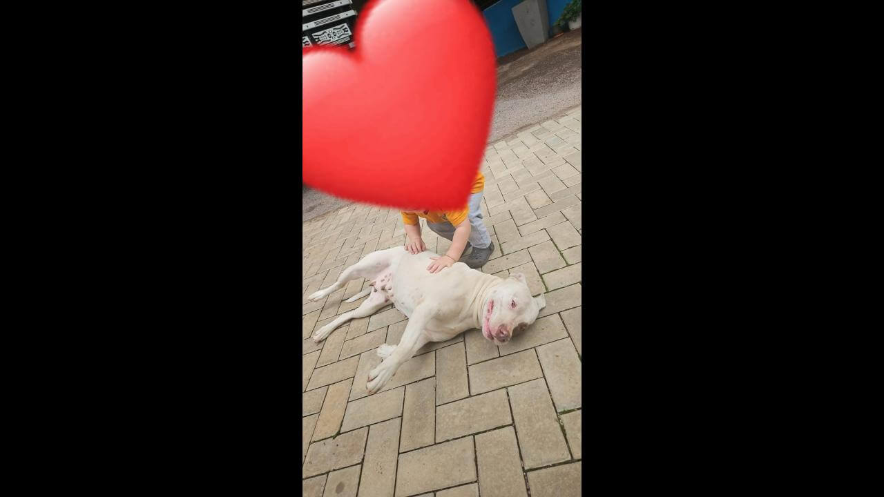 Cachorra Ronda desapareceu no bairro Pacaembu Cachorra Ronda desapareceu no bairro Pacaembu
