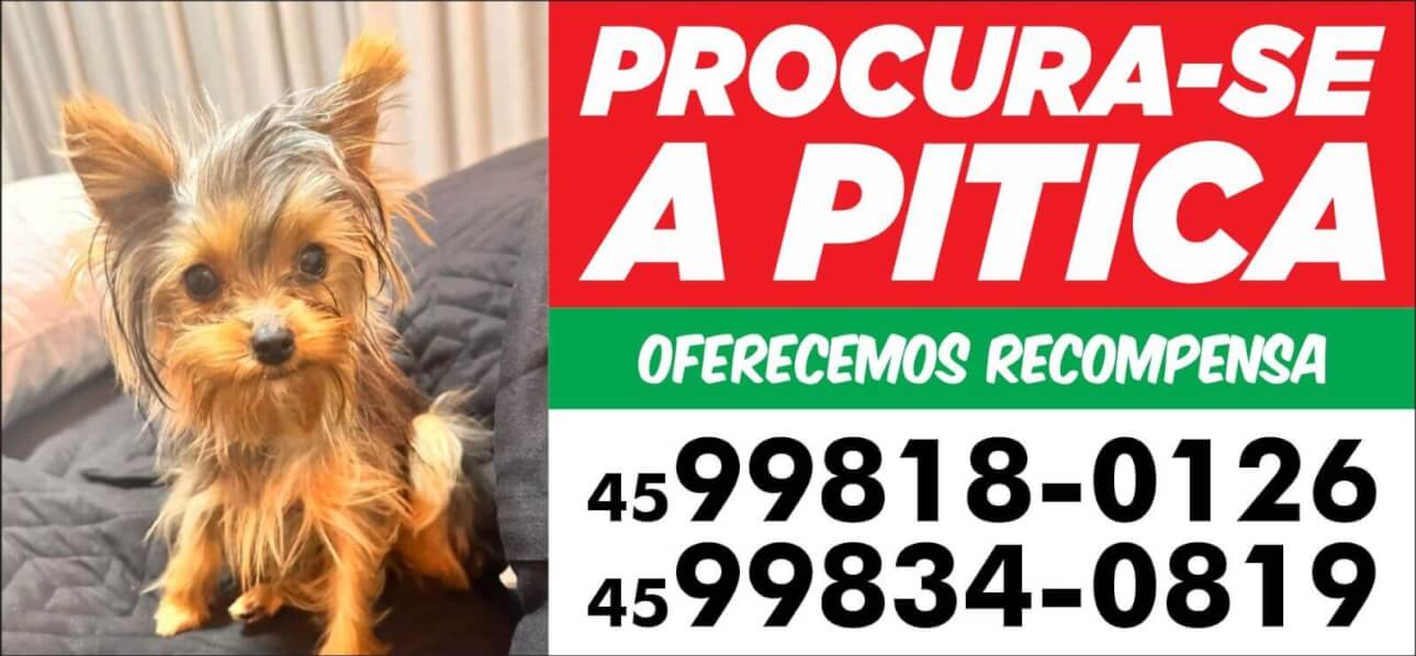 Cachorra Pitica desapareceu no bairro 14 de Novembro Cachorra Pitica desapareceu no bairro 14 de Novembro