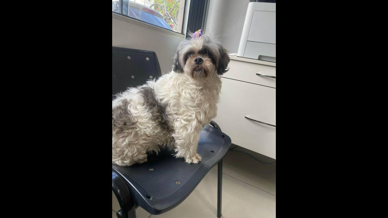 Cachorro é encontrado no bairro Pacaembu Cachorro é encontrado no bairro Pacaembu