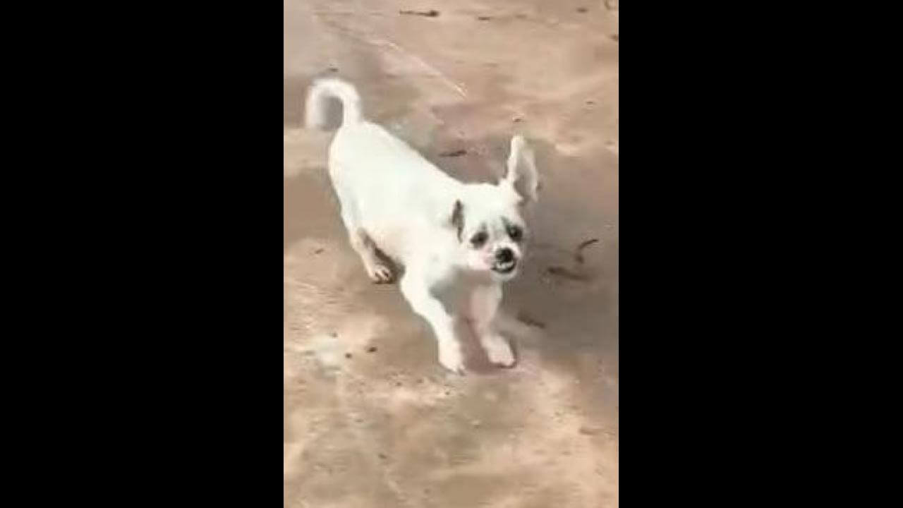 Cachorro desapareceu no bairro Santa Cruz Cachorro desapareceu no bairro Santa Cruz