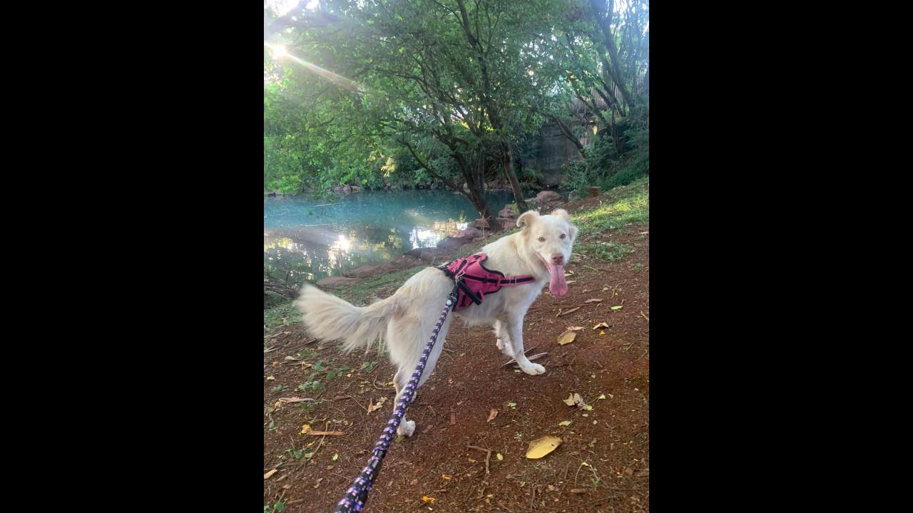 Cachorra Polar desapareceu no bairro Parque São Paulo Cachorra Polar desapareceu no bairro Parque São Paulo