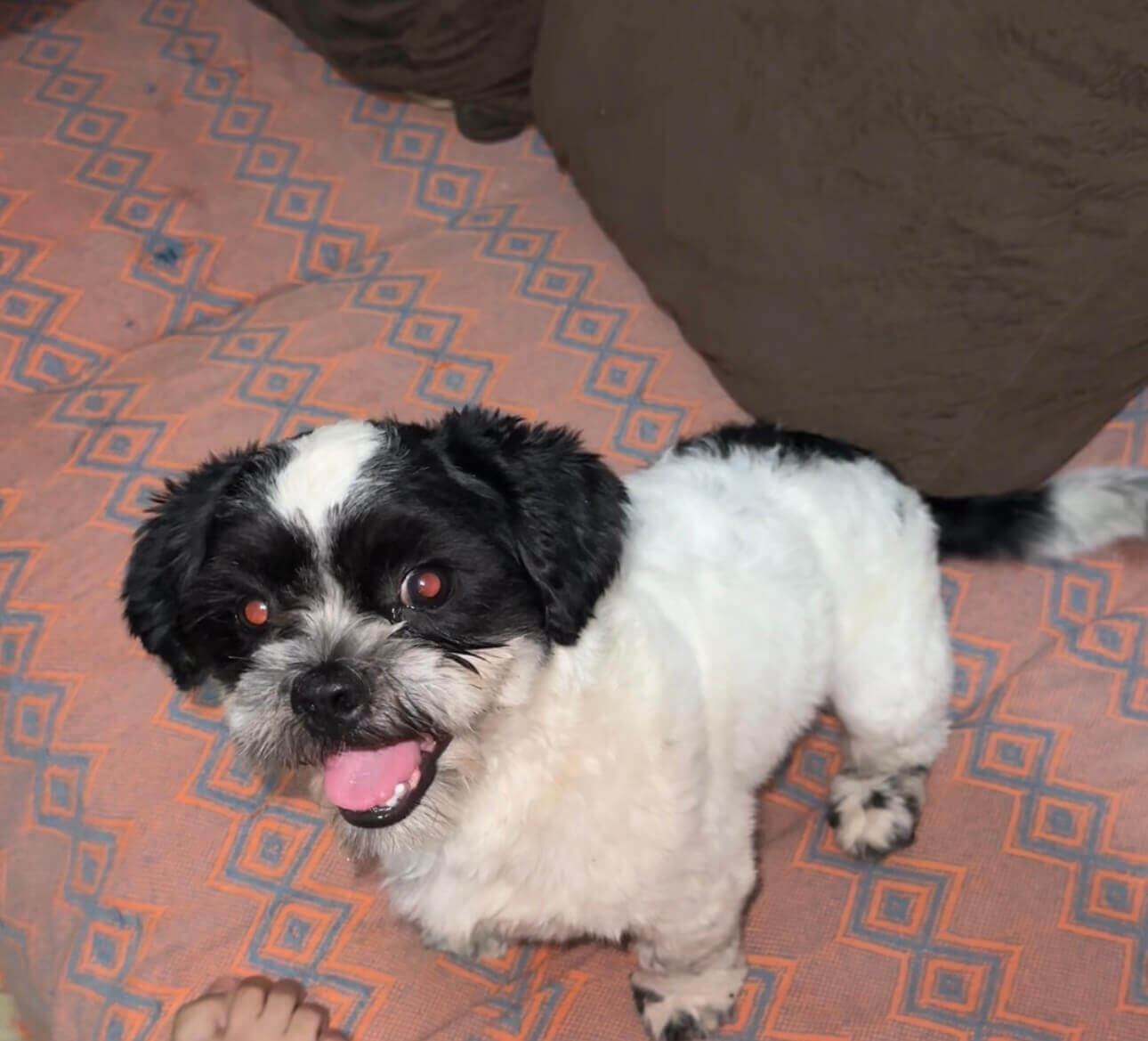 Cachorro Theo desapareceu no bairro São Cristóvão Cachorro Theo desapareceu no bairro São Cristóvão