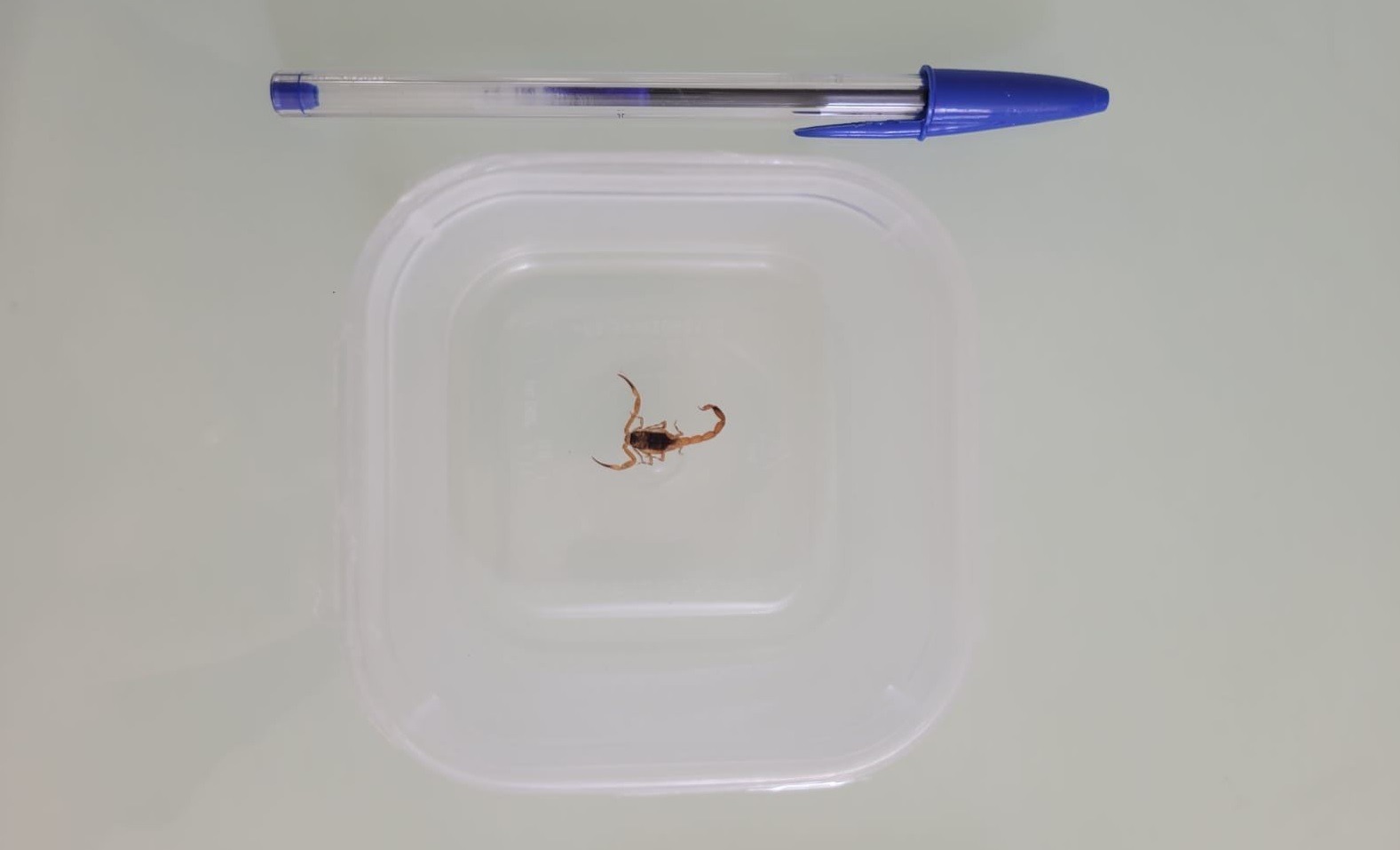 Escorpião é capturado em residência no Alto Alegre Escorpião é capturado em residência no Alto Alegre