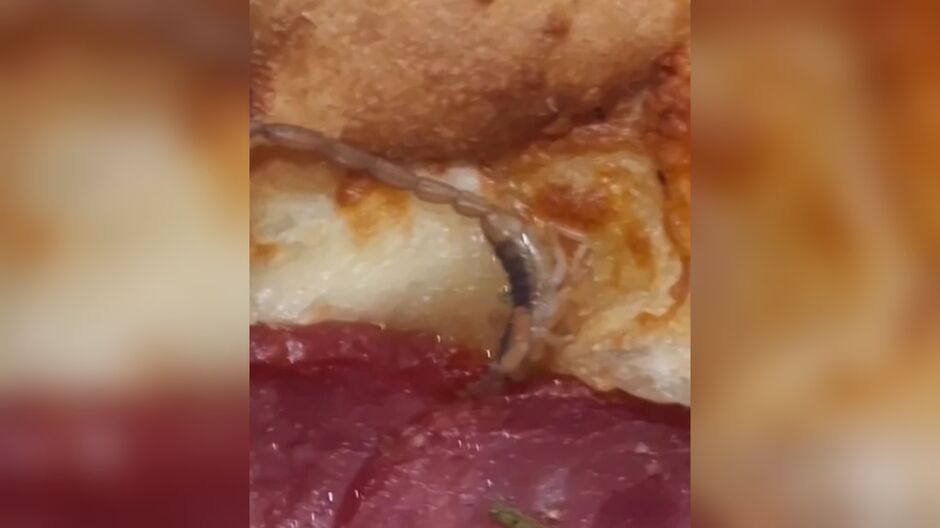 Escorpião assado? Surpresa indesejada em pizza causa revolta em cliente; veja vídeo Escorpião assado? Surpresa indesejada em pizza causa revolta em cliente; veja vídeo