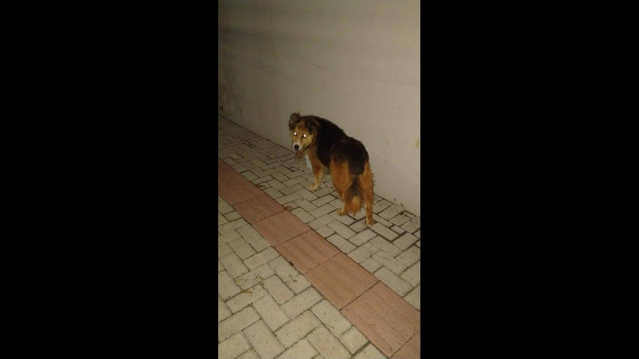 Cachorro é encontrado no bairro Maria Luiza