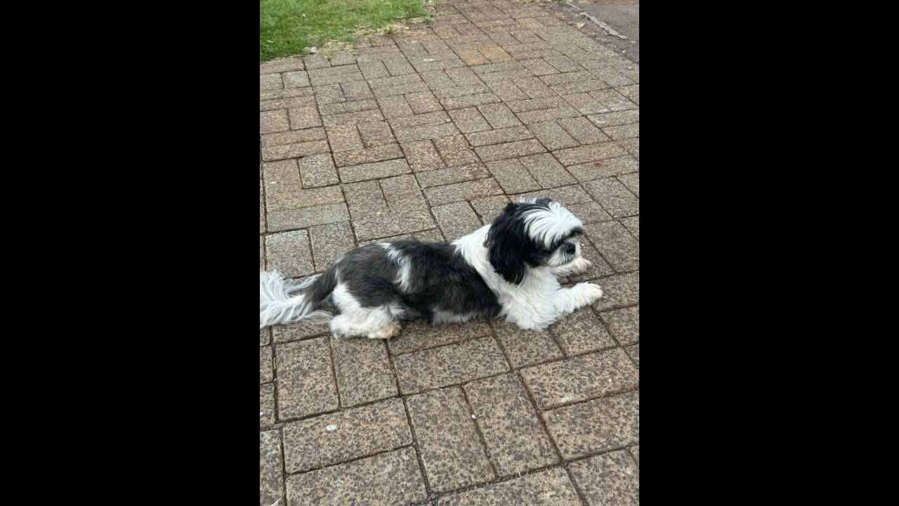Cachorro é encontrado no bairro Coqueiral