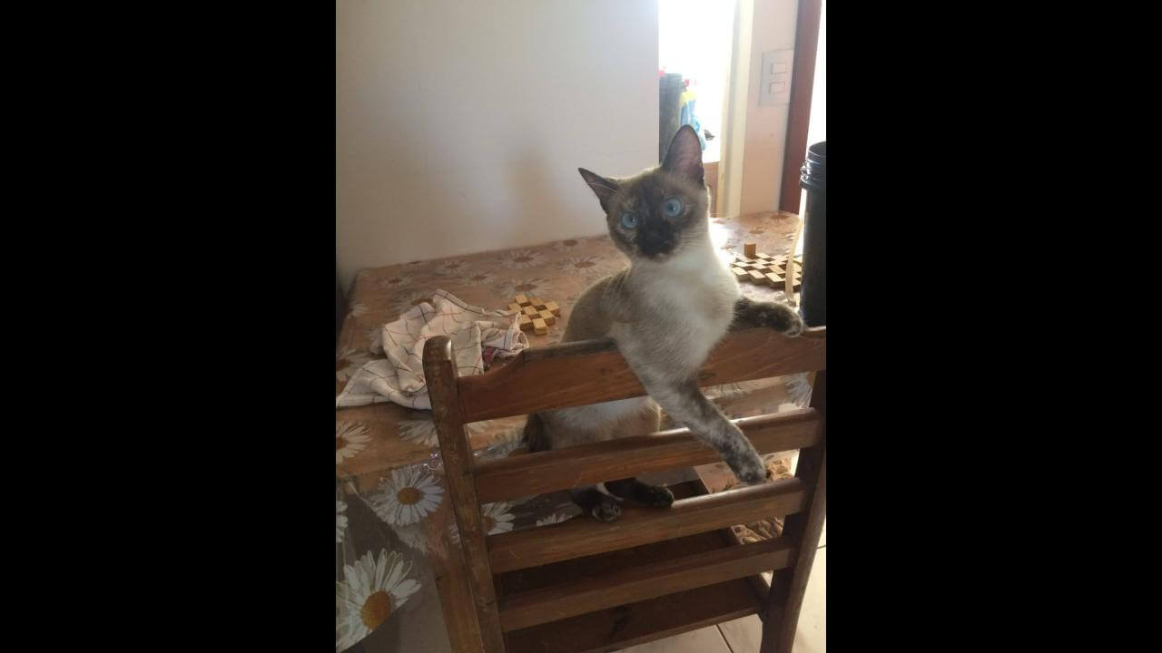 Gata Khallifa desapareceu no bairro Barcelona (ofereço recompensa)