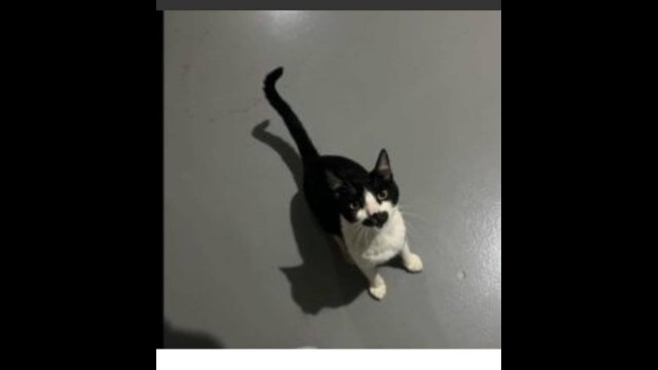 Gato Bigode desapareceu no bairro Ecopark
