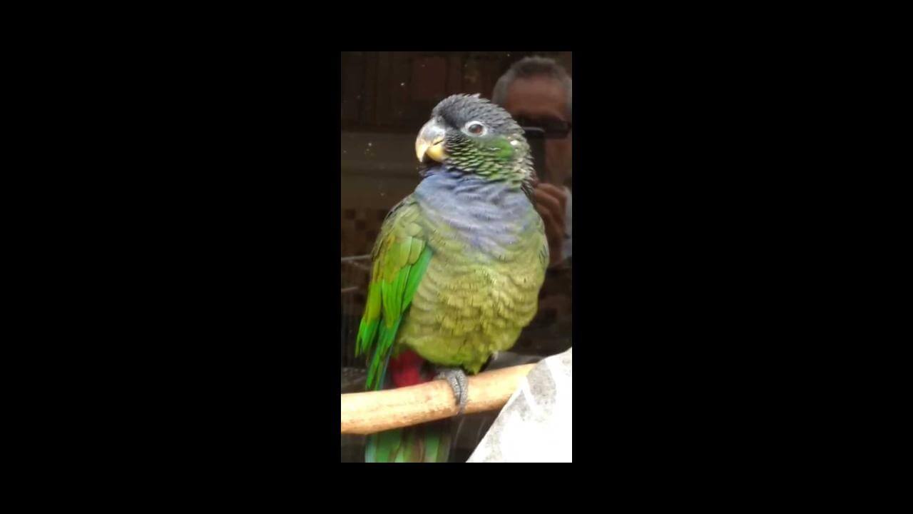 Papagaio Loro desapareceu no bairro Coqueiral