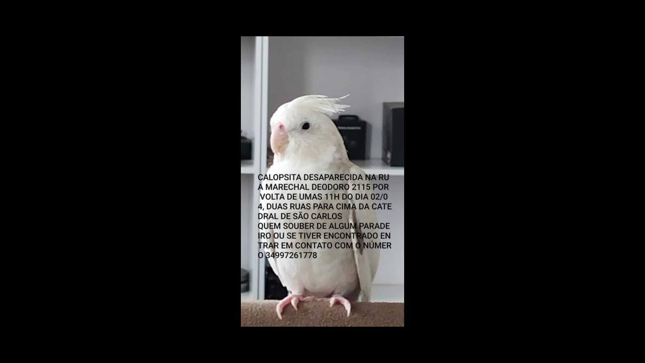 Calopsita Cleiton desapareceu no bairro Centro
