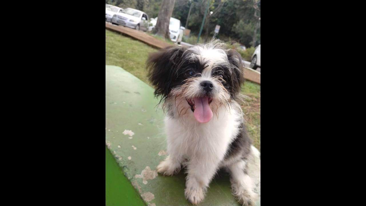 Cachorro é encontrado no bairro Região do Lago