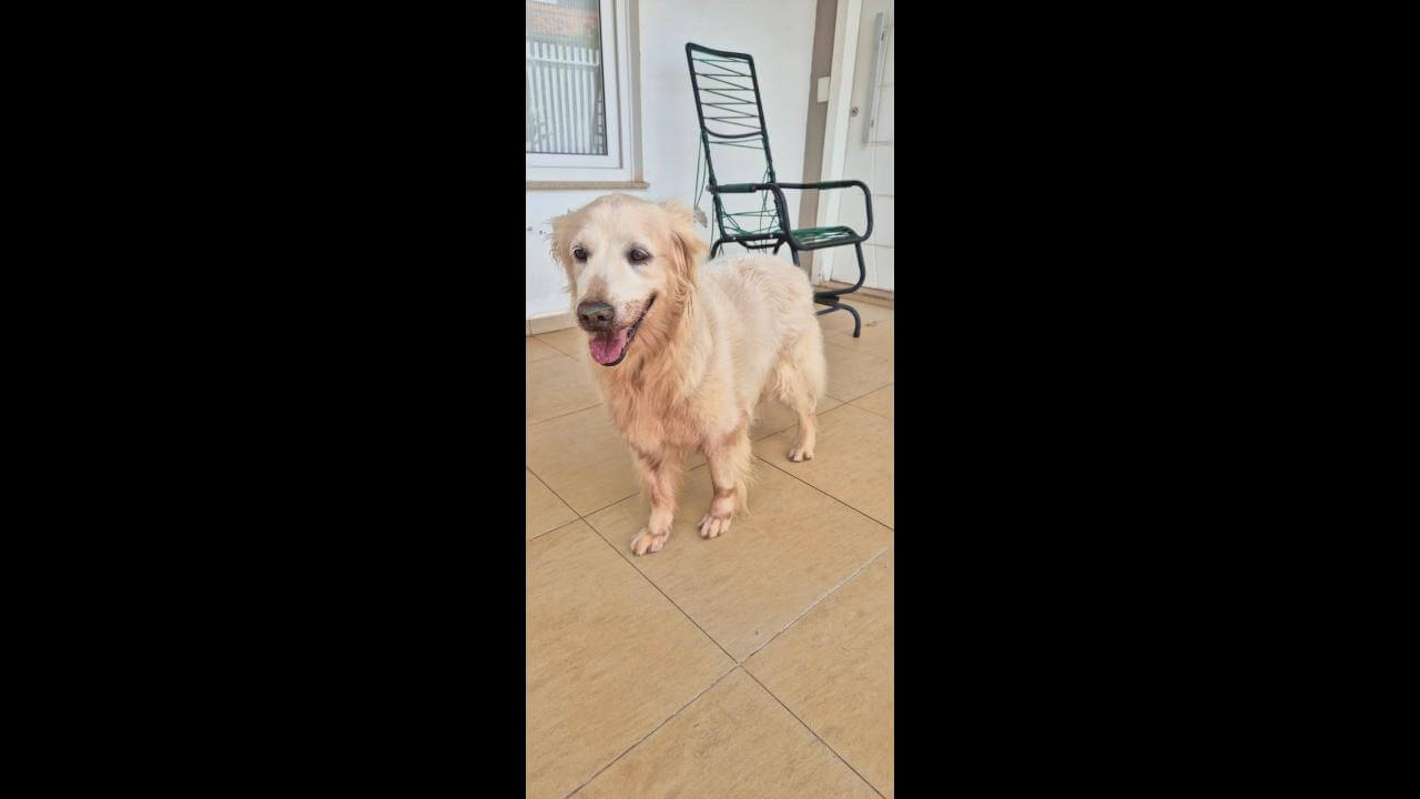 Cachorra Athena desapareceu no bairro Recanto Tropical