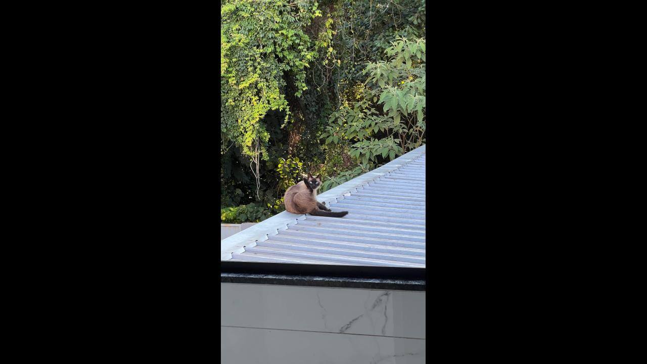 Gato Lineu desapareceu no bairro Centro
