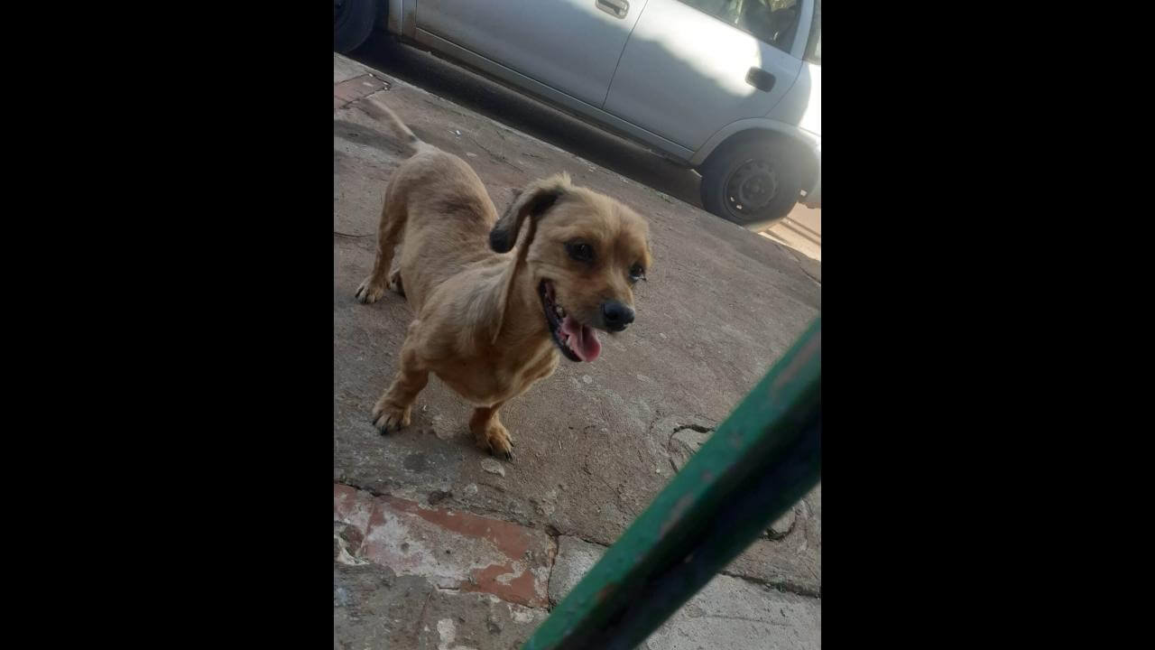 Cachorro Chico desapareceu no bairro Interlagos