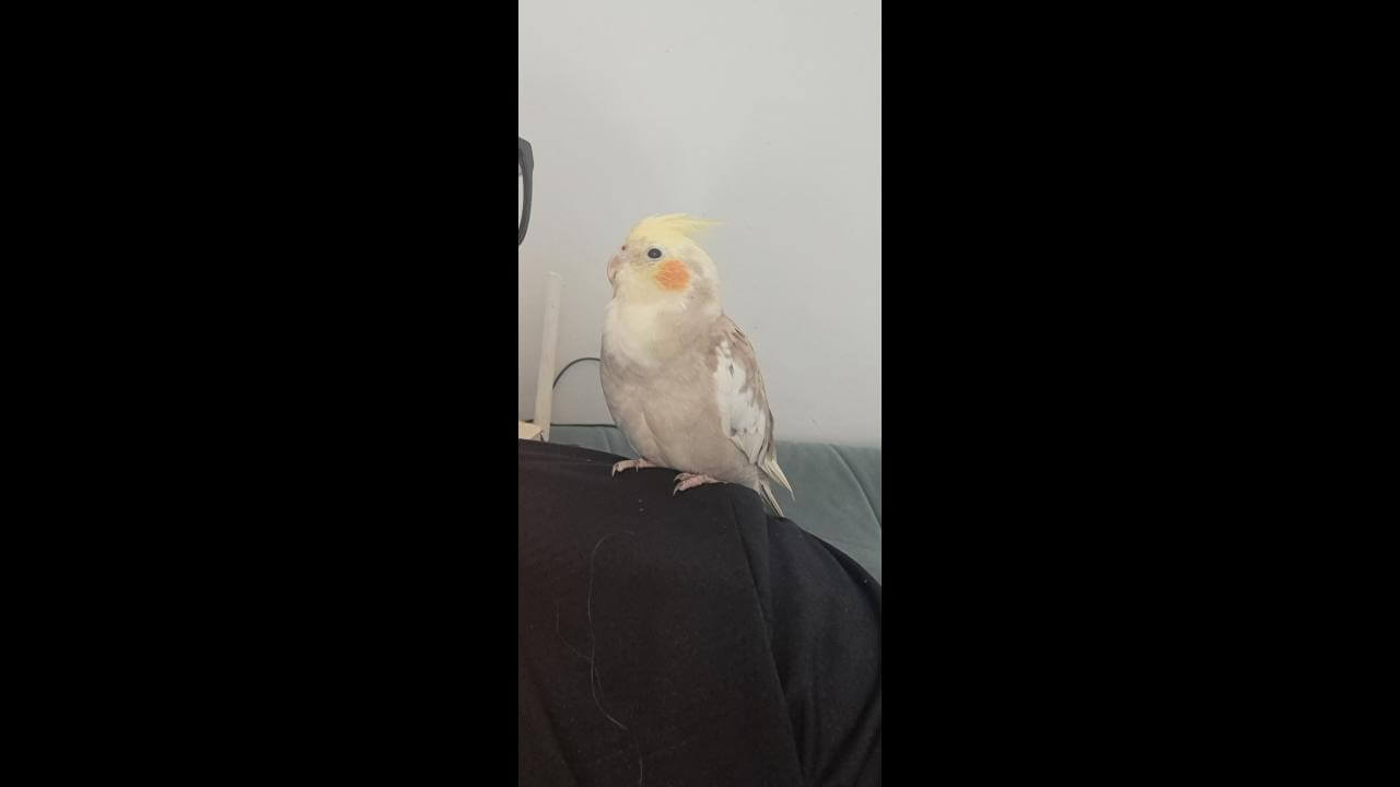 Calopsita é encontrado no bairro Tarumã