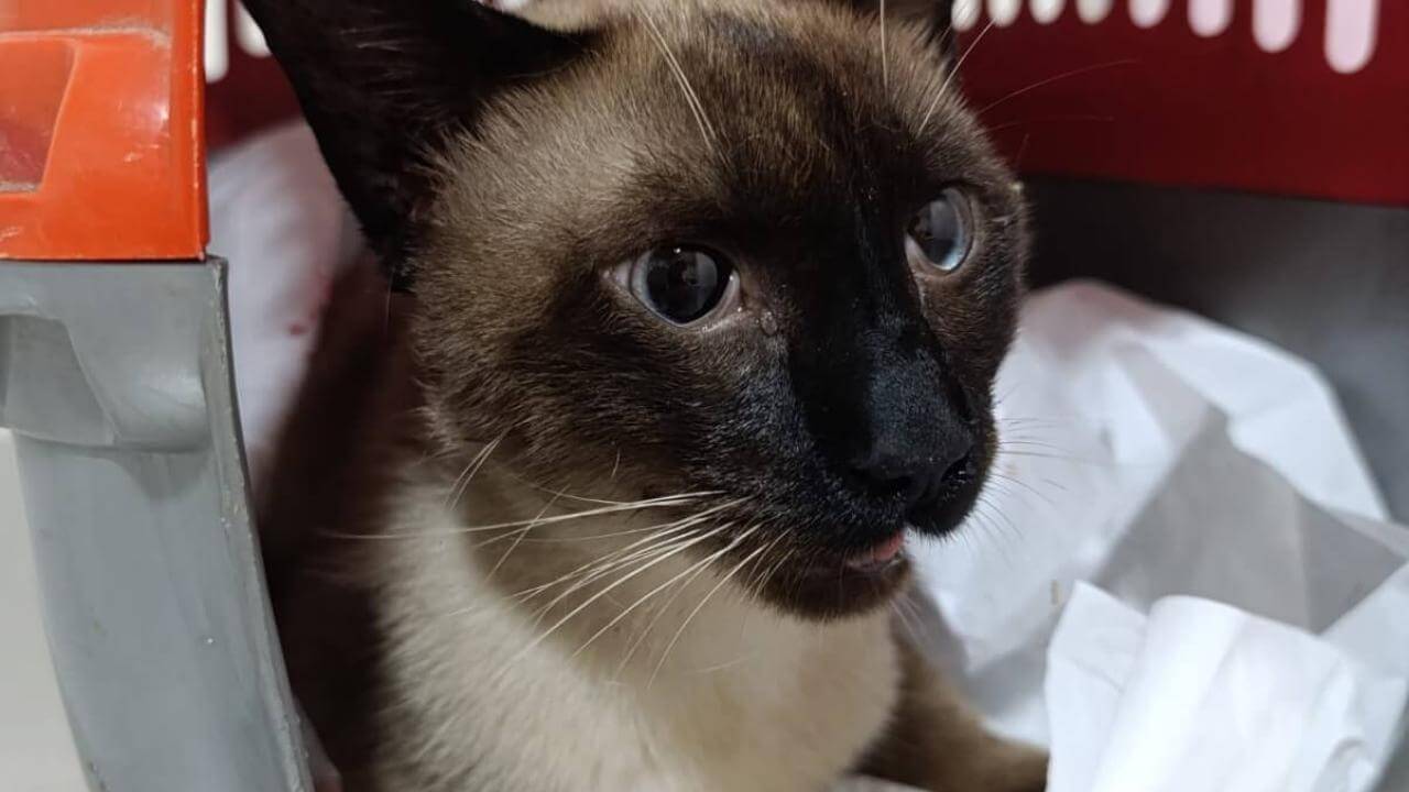 Gato é encontrado no bairro São Cristóvão