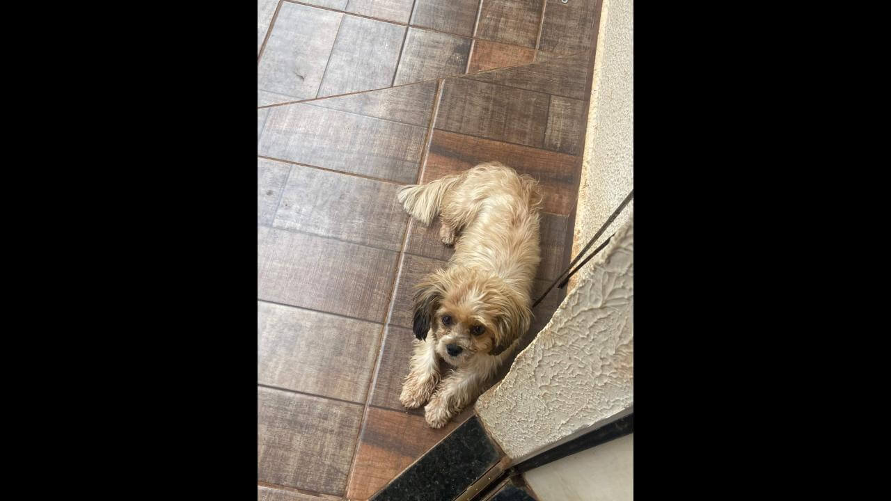 Cachorro é encontrado no bairro Brasmadeira