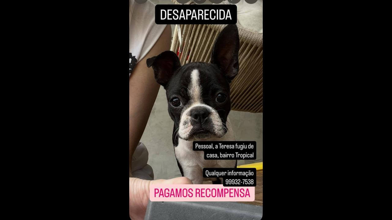 Cachorra Teresa desapareceu no bairro Recanto Tropical Cachorra Teresa desapareceu no bairro Recanto Tropical