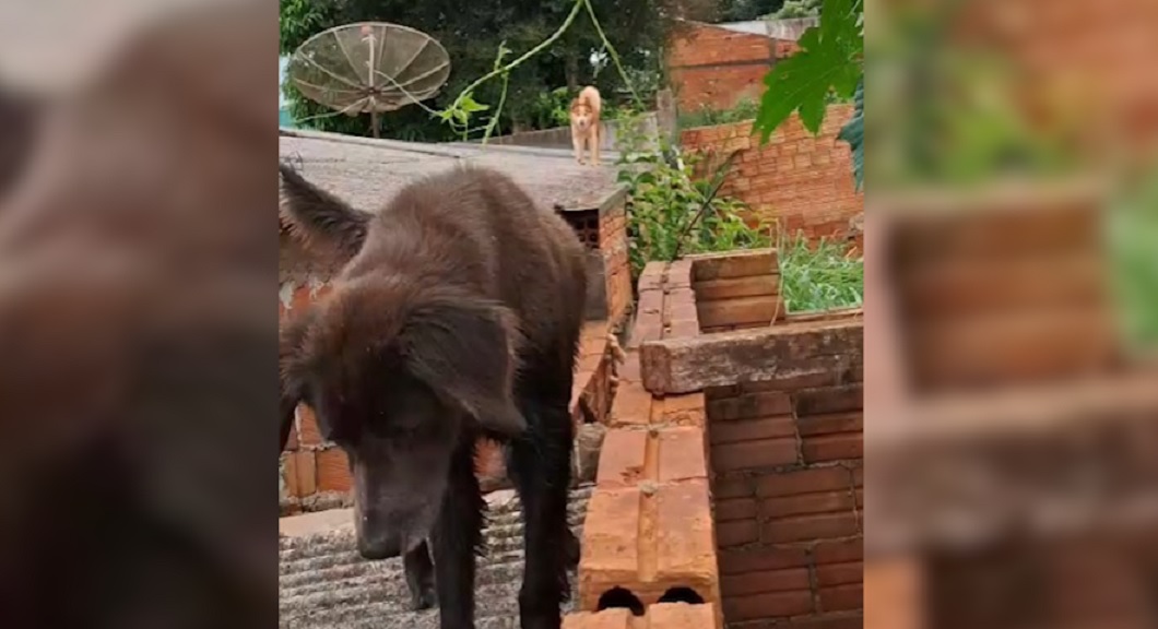 Famintos, cães precisam subir nos telhados para procurar alimento