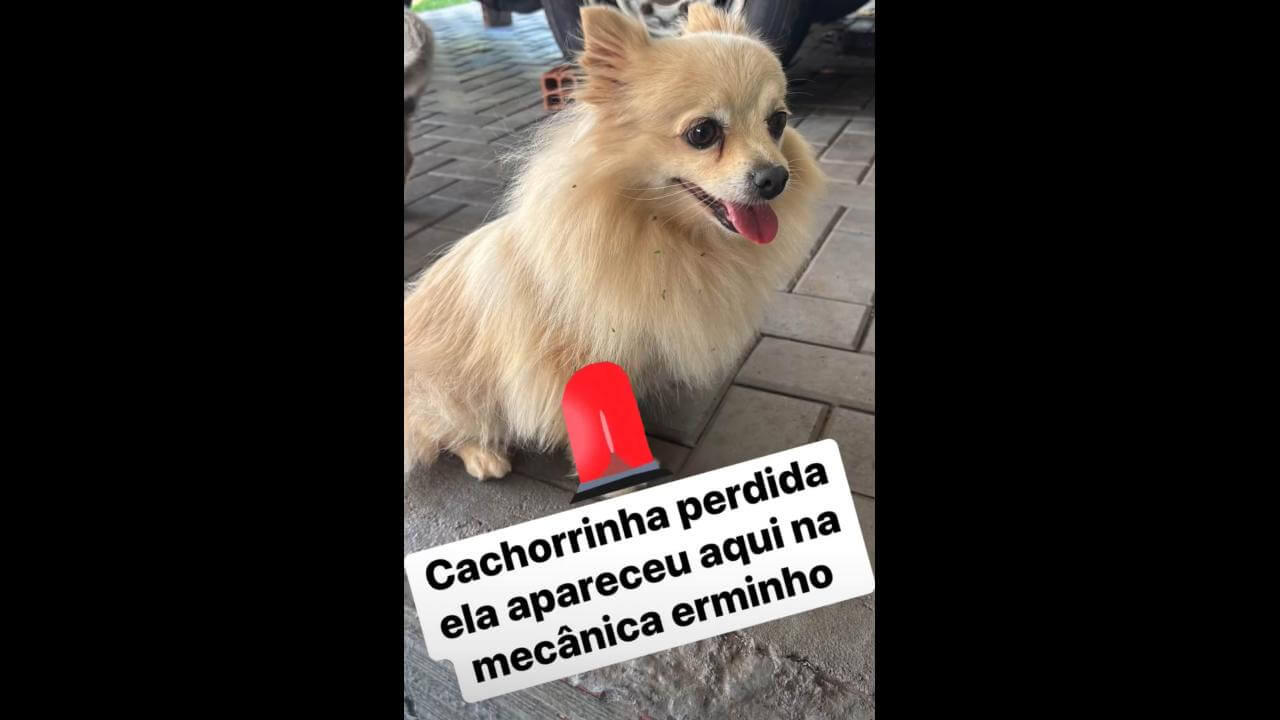 Cachorra é encontrada no bairro Santa Cruz Cachorra é encontrada no bairro Santa Cruz