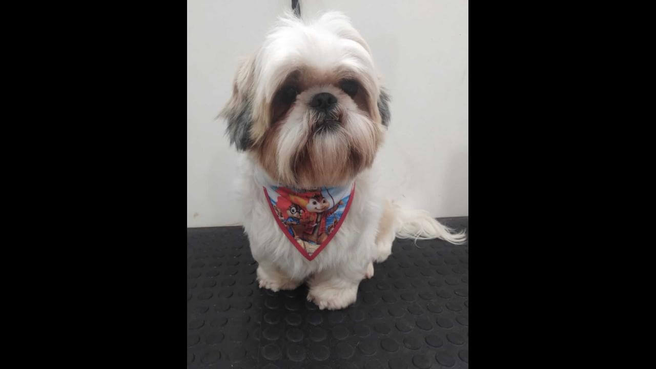 Cachorro Breno desapareceu no bairro Nova Cidade Cachorro Breno desapareceu no bairro Nova Cidade