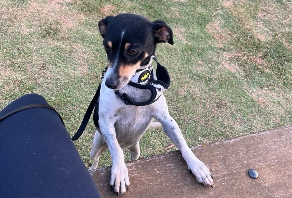 Onde está Pipoca? Ajude a encontrar cachorrinha que sumiu após capotamento no Parque Verde Onde está Pipoca? Ajude a encontrar cachorrinha que sumiu após capotamento no Parque Verde