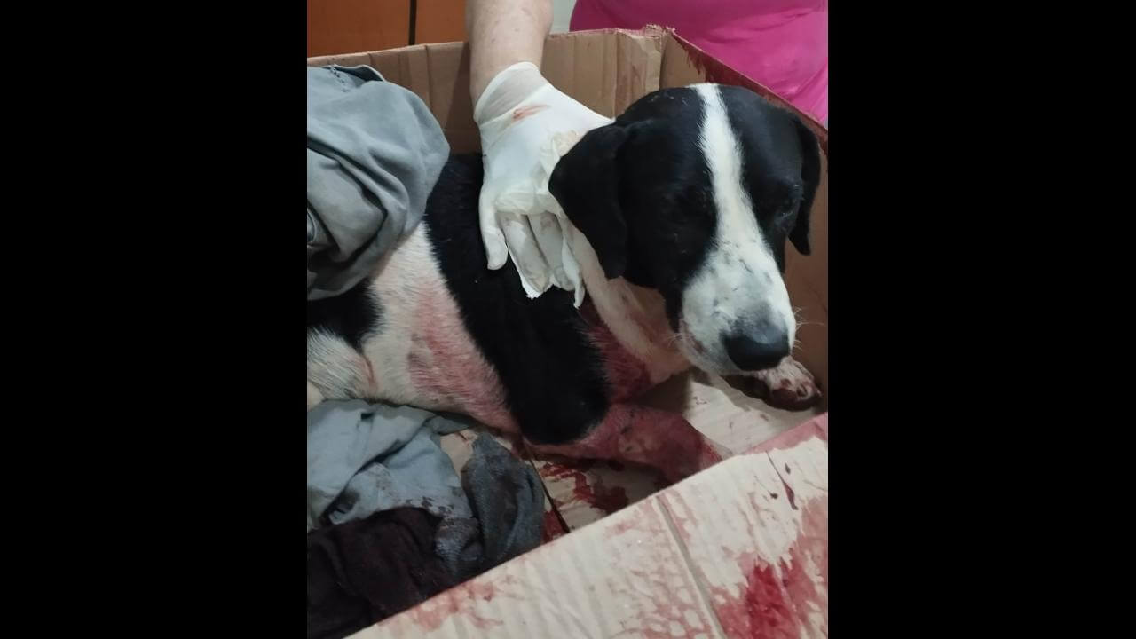 Cachorro é encontrado no bairro Santo Onofre