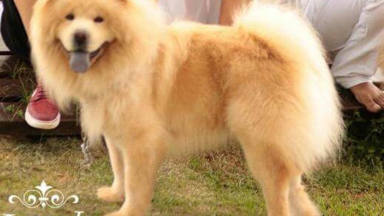 Cachorro Jimmy desapareceu no bairro Canadá