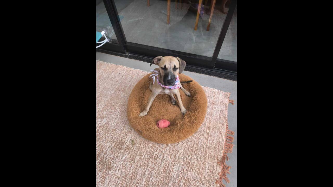 Cachorra é encontrada no bairro Região do Lago