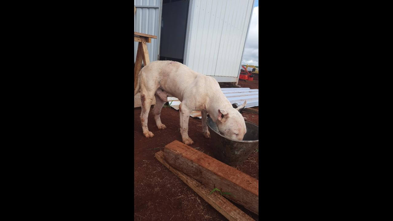 Cachorro é encontrado no bairro Canadá