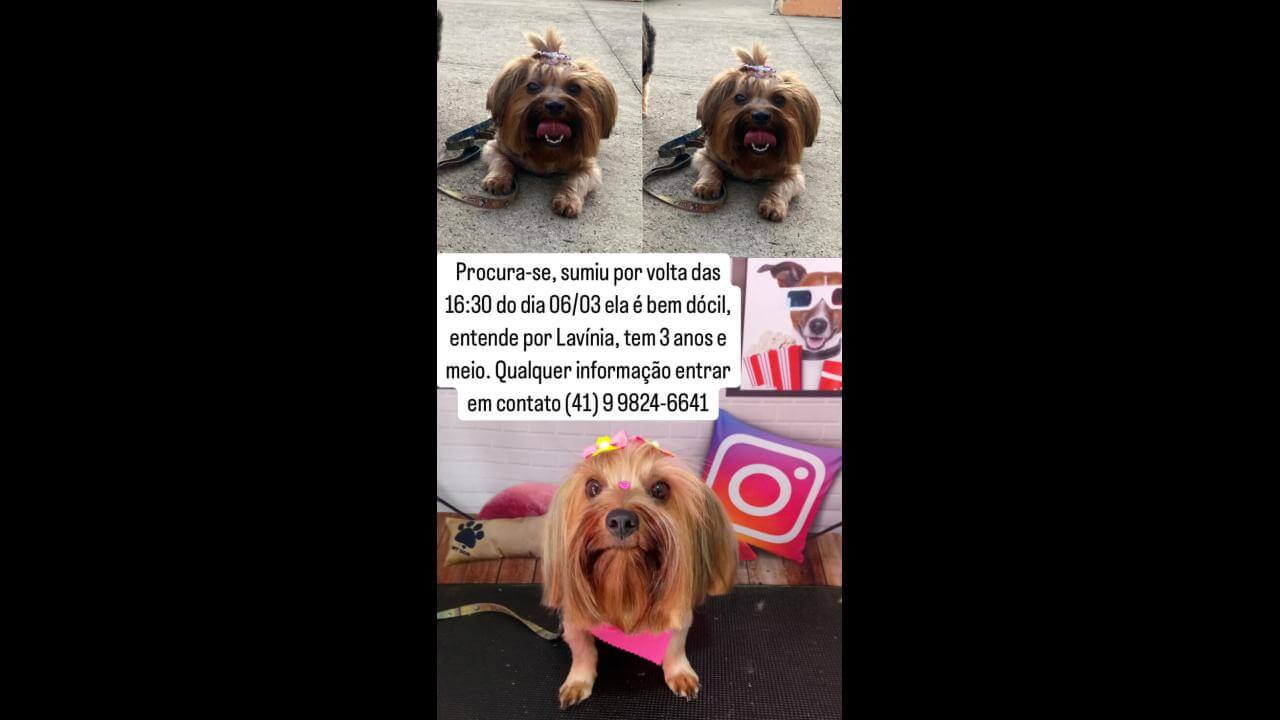 Cachorra Lavínia desapareceu no bairro Centro