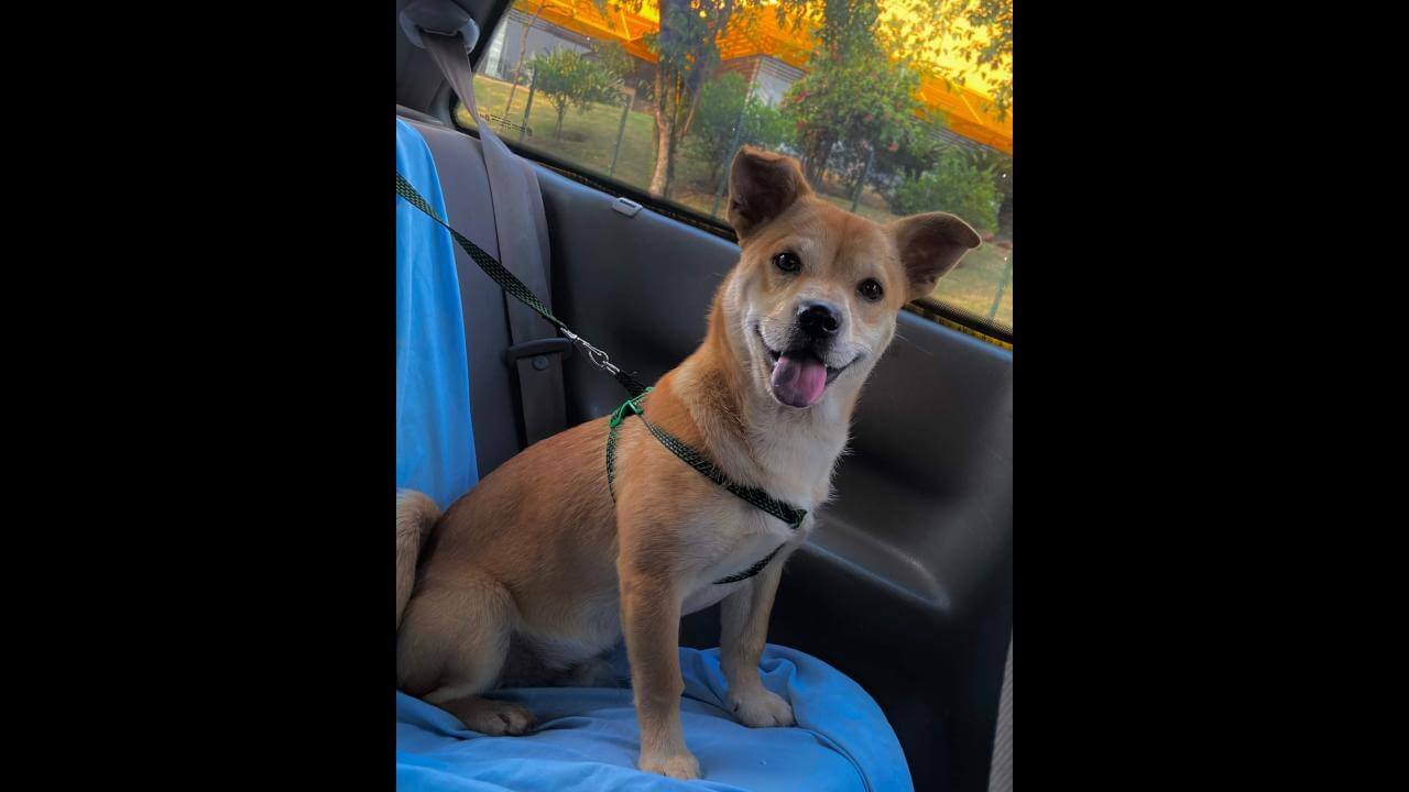Cachorro Jack desapareceu no bairro Floresta