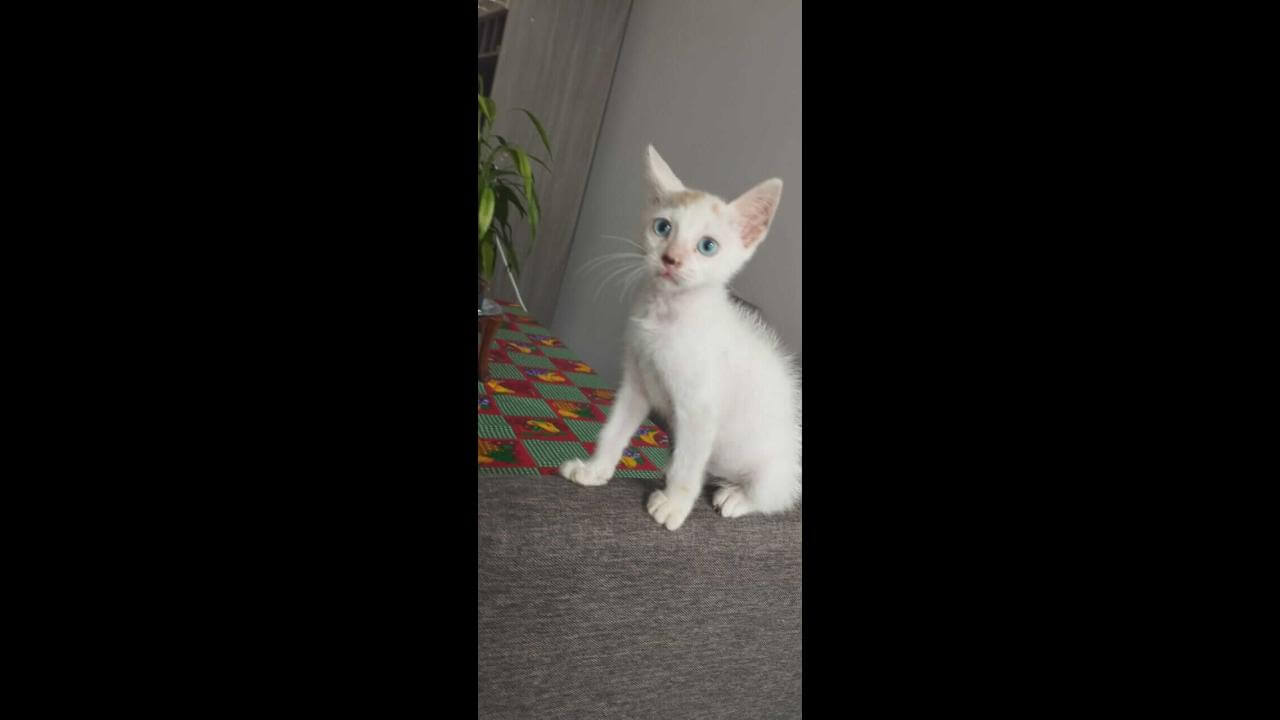 Gata Sukita desapareceu no bairro Cascavel Velho
