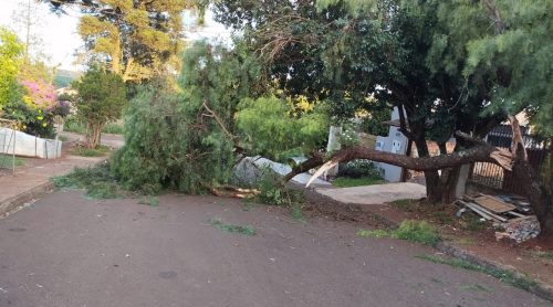 Internauta faz alerta sobre galho caído no meio da Rua Lajes Internauta faz alerta sobre galho caído no meio da Rua Lajes