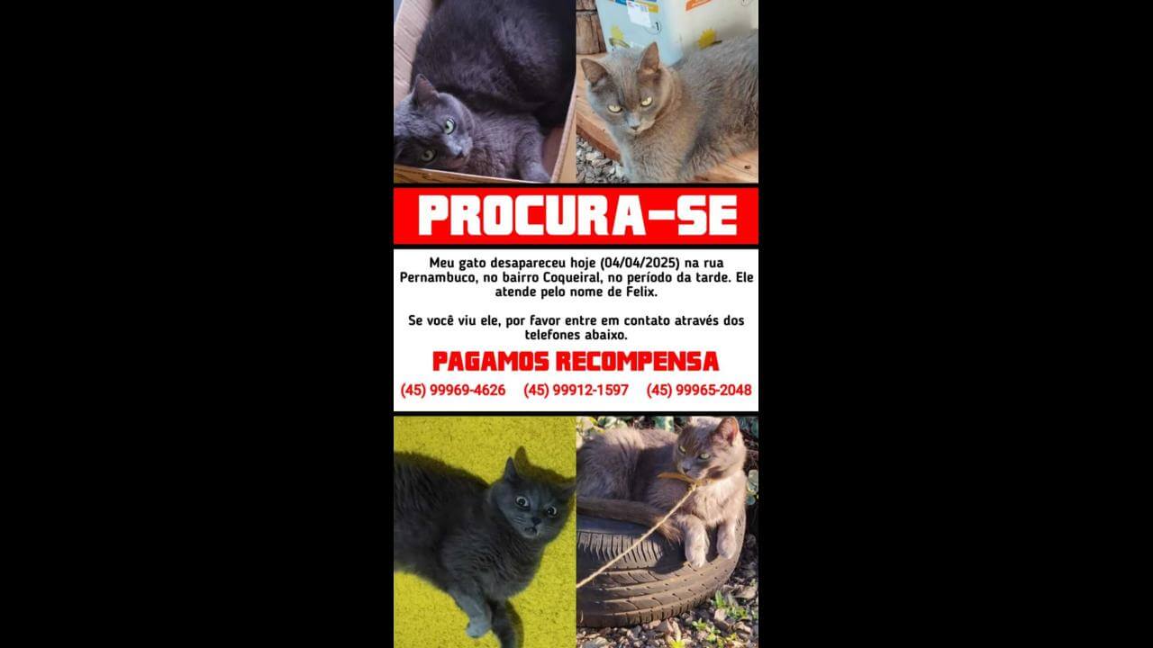 Gato Felix desapareceu no bairro Coqueiral