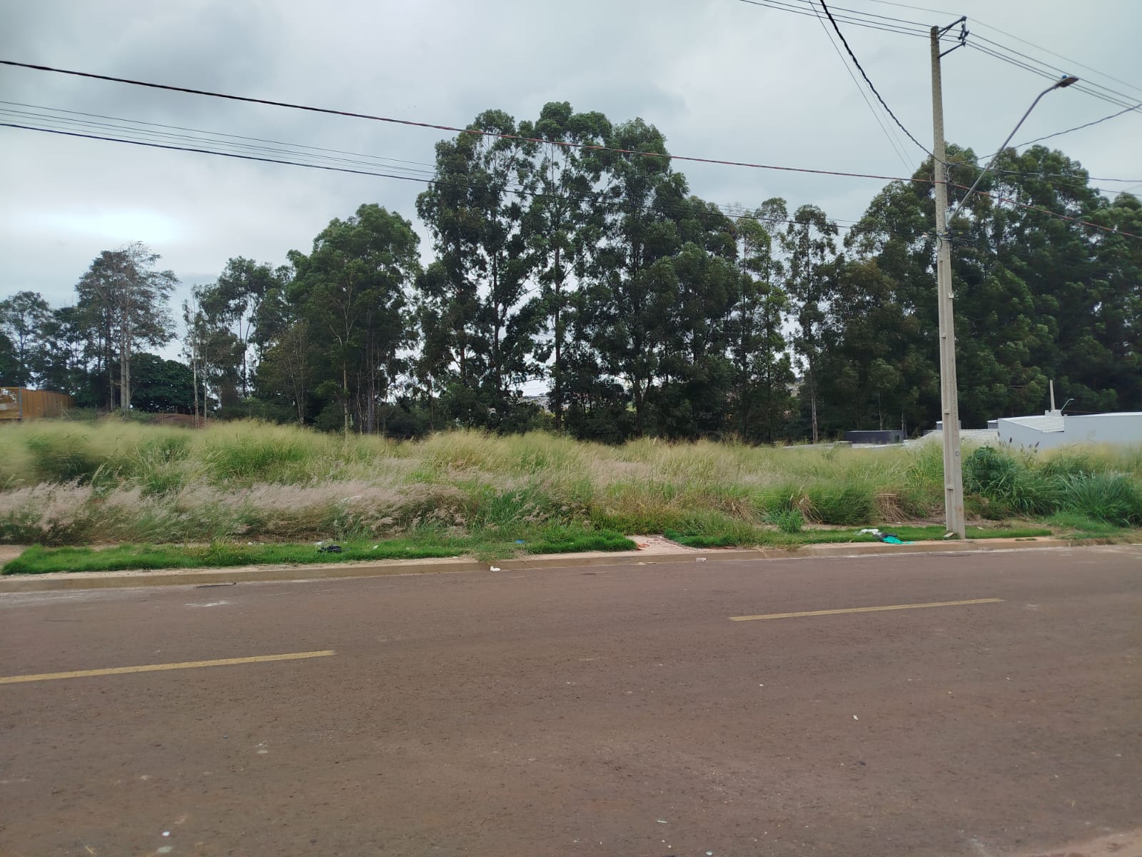 Terreno vira ‘selva urbana’ com cobra, sapo e aranha em Cascavel Terreno vira ‘selva urbana’ com cobra, sapo e aranha em Cascavel