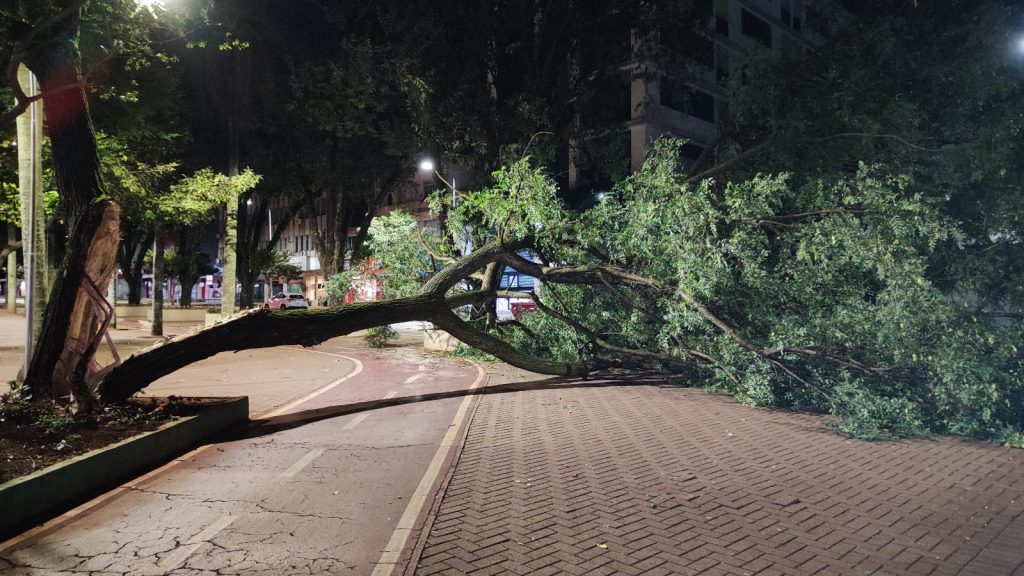 Árvore de grande porte cai sobre o canteiro central da Avenida Brasil