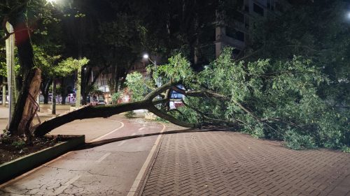 Árvore de grande porte cai sobre o canteiro central da Avenida Brasil Árvore de grande porte cai sobre o canteiro central da Avenida Brasil