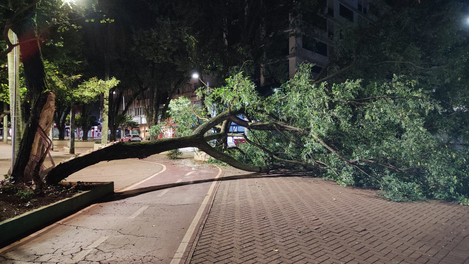Árvore de grande porte cai sobre o canteiro central da Avenida Brasil