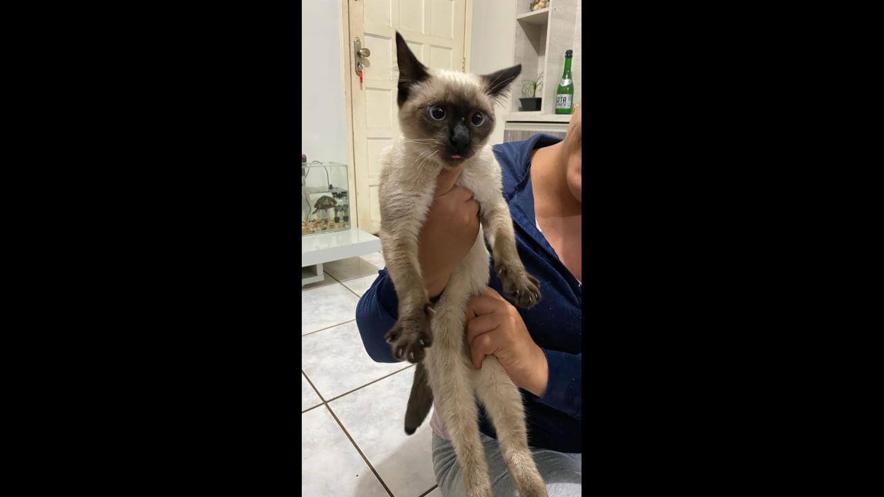 Gato é encontrado no bairro Cancelli