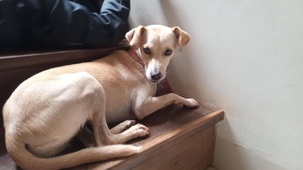 Cachorra é encontrada no bairro Coqueiral