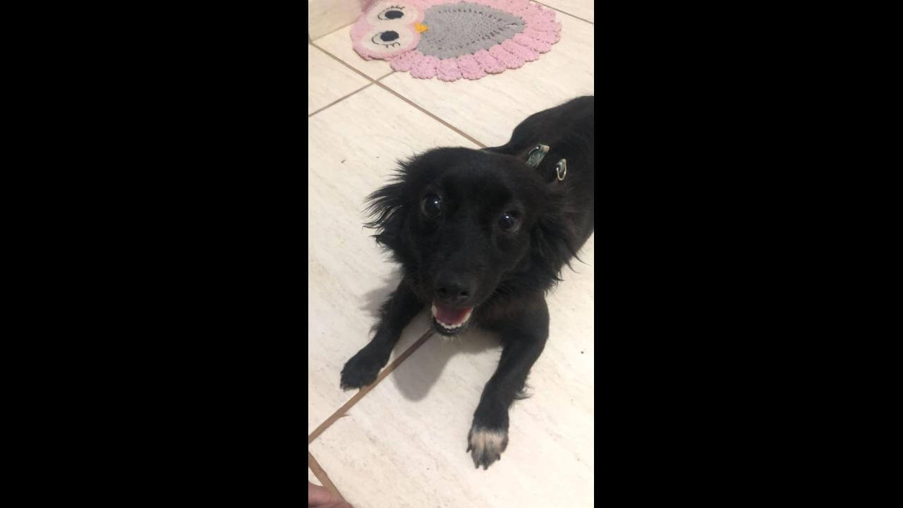 Cachorra Neguinha desapareceu no bairro Floresta