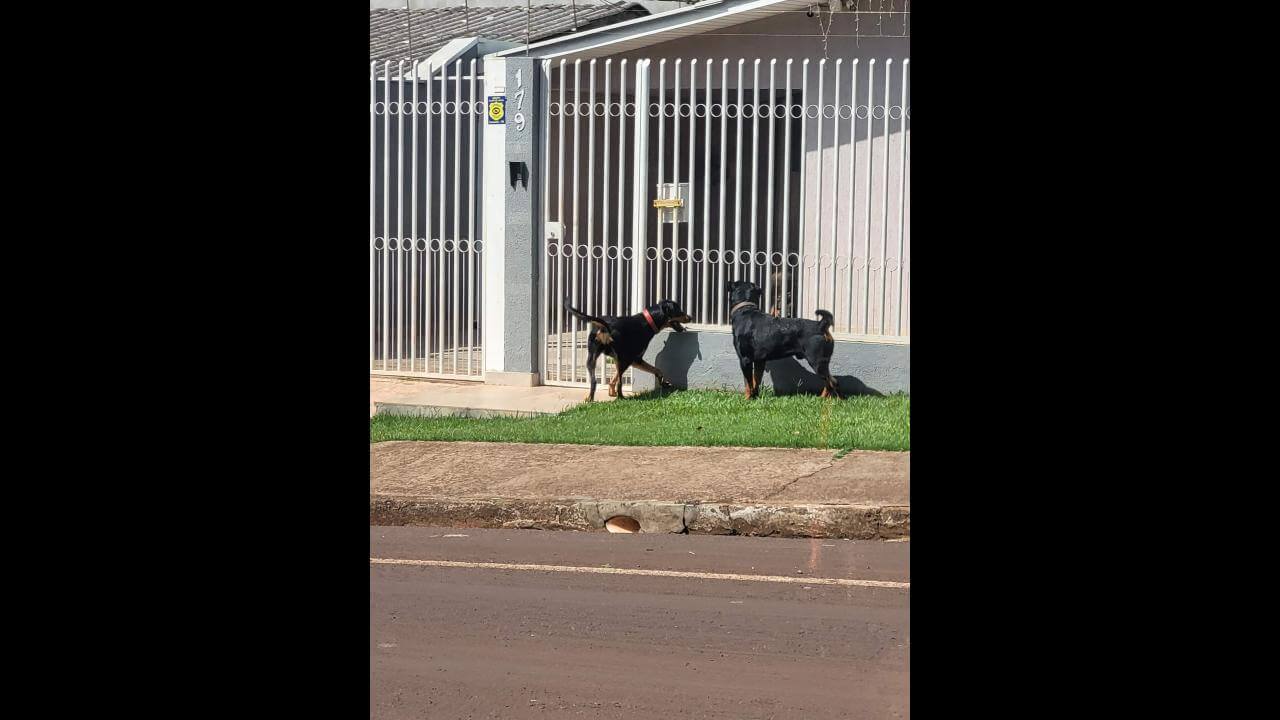 Cachorro é encontrado no bairro Maria Luiza