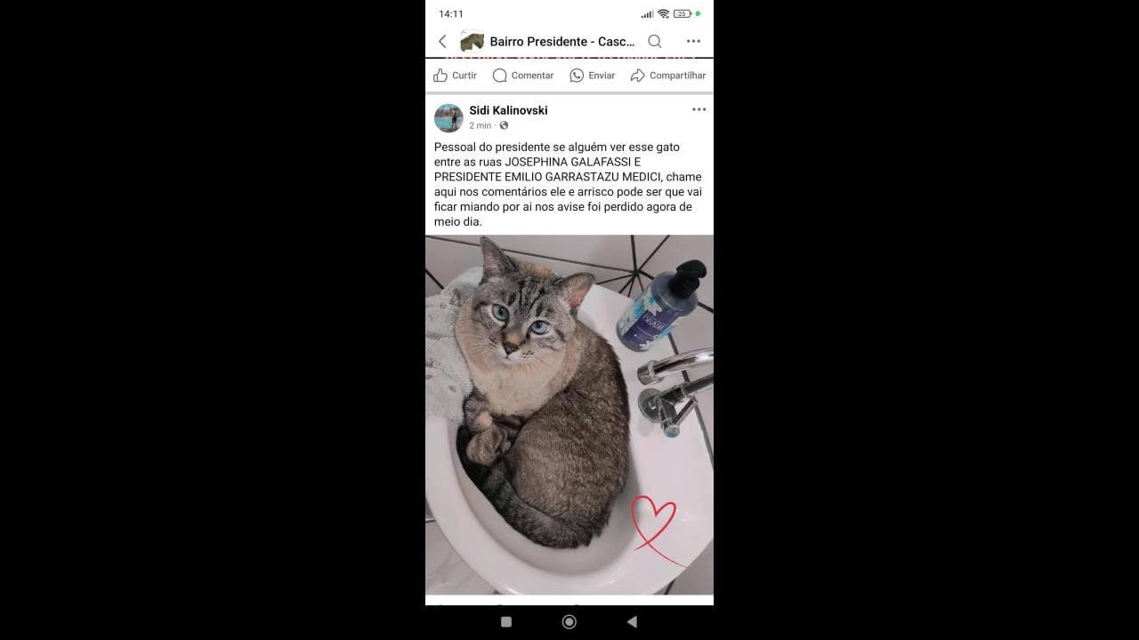 Gata Mimi desapareceu no bairro Presidente