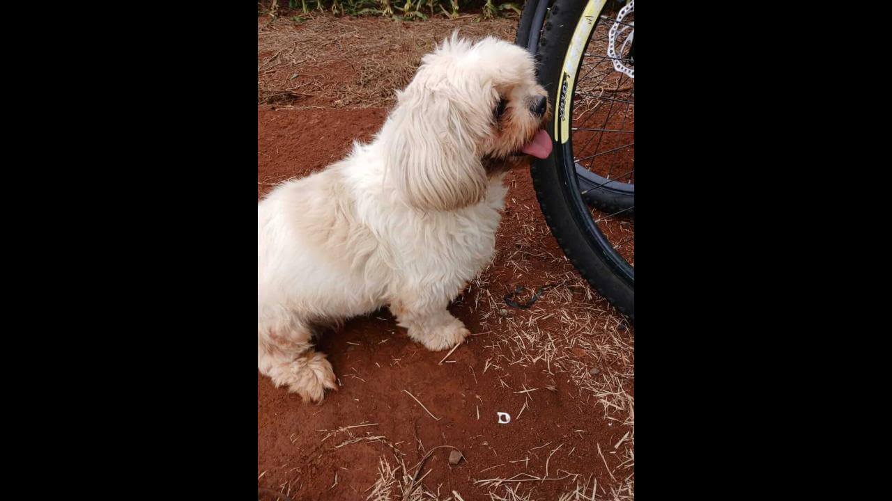 Cachorro é encontrado no bairro Jardim Veredas